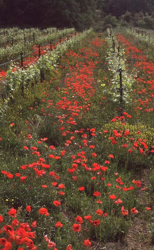France 99 Poppies Vines.jpg